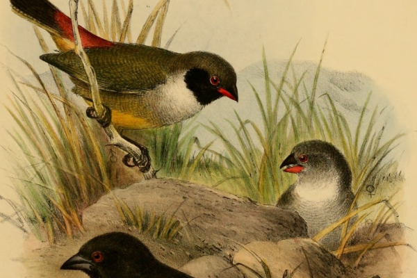 Chestnut-bellied Seed Finch