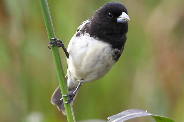 Chestnut-bellied Seedeater