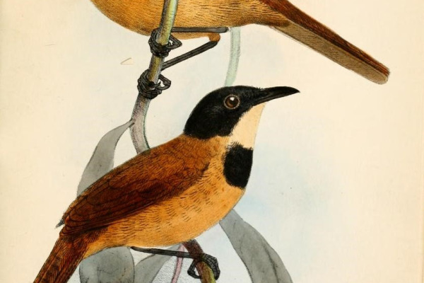 Chestnut-bellied Starling