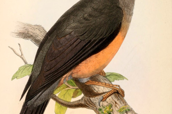 Chestnut-bellied Thrush