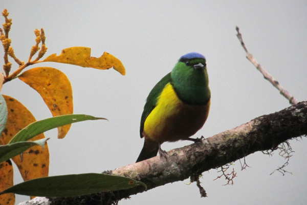 Chestnut-breasted Chlorophonia