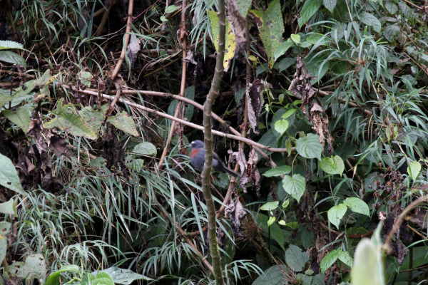Chestnut-breasted Coronet
