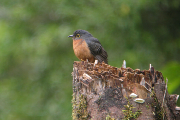 Chestnut-breasted Cuckoo
