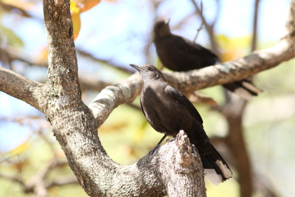 Chestnut-breasted Malcoha