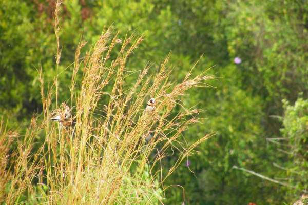 Chestnut-breasted Mannikin
