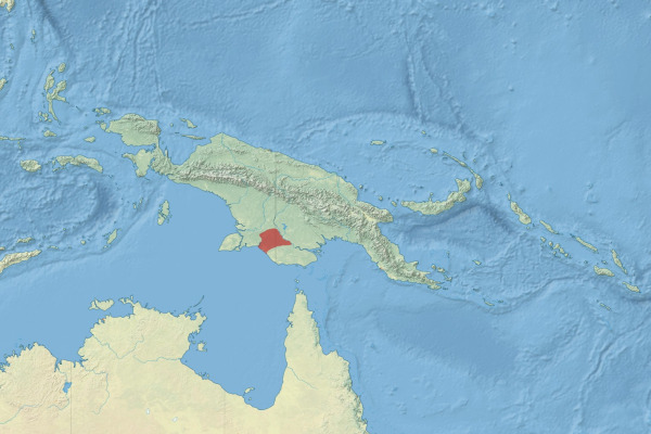 Chestnut-breasted Munia