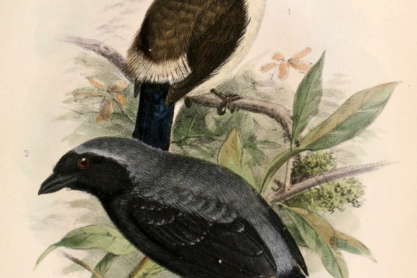 Chestnut-breasted Nigrita