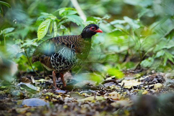 Chestnut-breasted Partridge