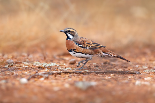 Chestnut-breasted Quail-thrush
