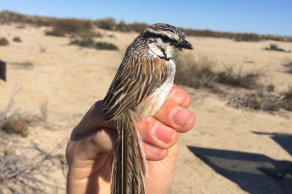 Chestnut-breasted Whiteface