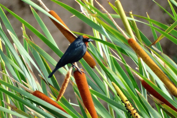 Chestnut-capped Blackbird