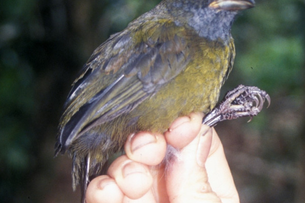 Chestnut-capped Brush Finch