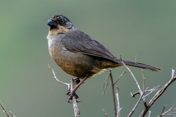 Chestnut-capped Brushfinch