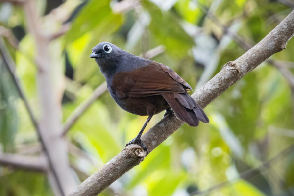 Chestnut-capped Laughingthrush