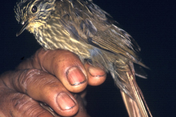 Chestnut-collared swift
