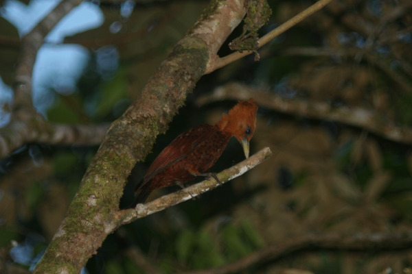 Chestnut-colored Woodpecker
