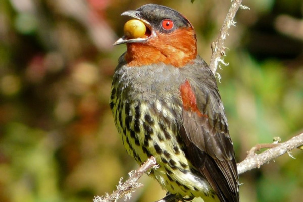Chestnut-crested Cotinga