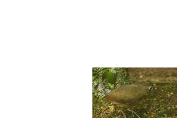 Chestnut-crowned Antpitta