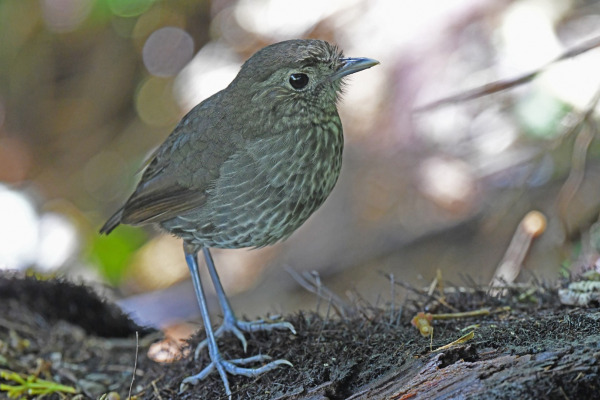 Chestnut-crowned Antpitta