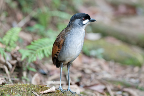 Chestnut-crowned Antpitta