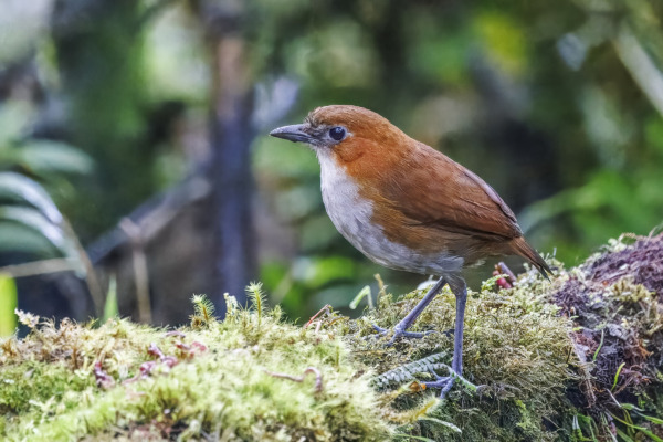 Chestnut-crowned Antpitta