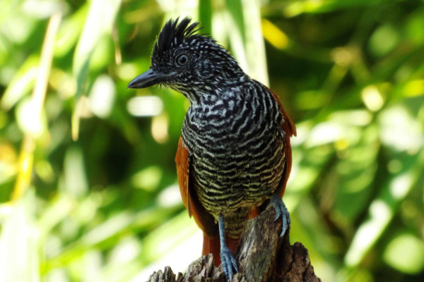 Chestnut-crowned Antpitta
