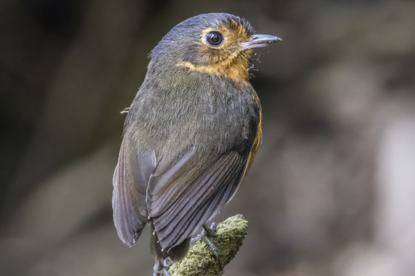 Chestnut-crowned Antpitta