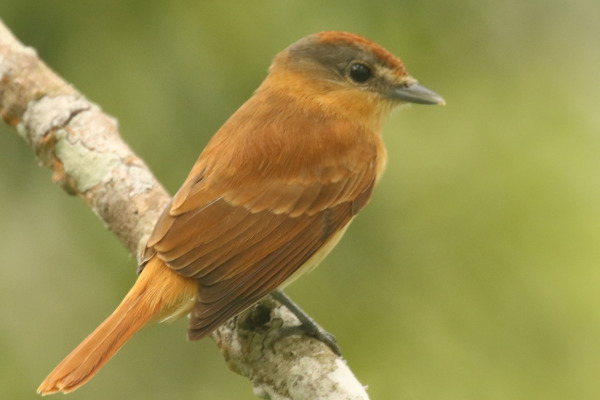 Chestnut-crowned Becard