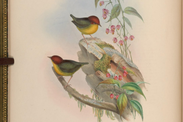 Chestnut-crowned Bush Warbler