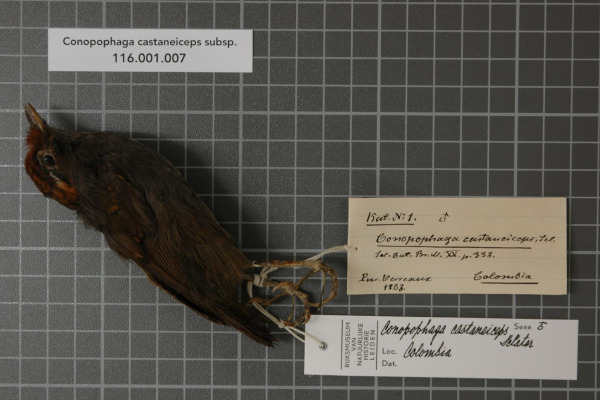 Chestnut-crowned Gnateater