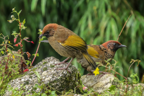 Chestnut-crowned Laughingthrush