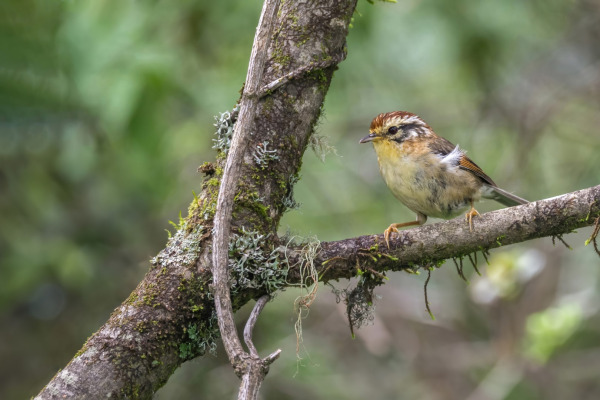 Chestnut-crowned Warbler