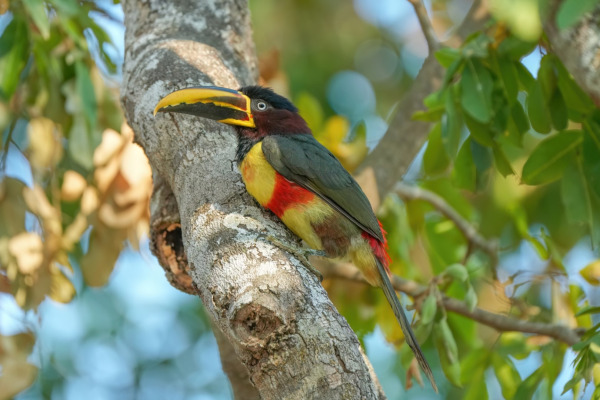 Chestnut-eared Aracari