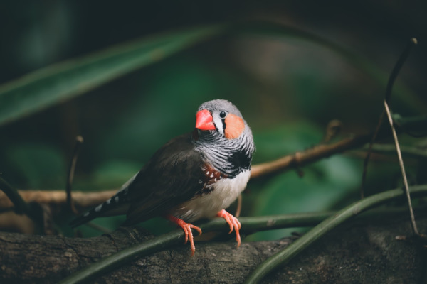 Chestnut-eared Finch