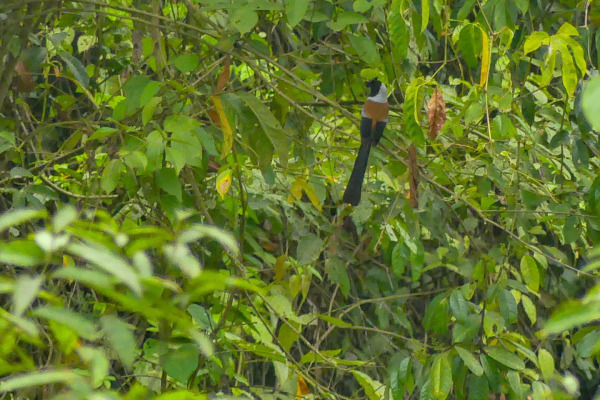 Chestnut-faced Treepie