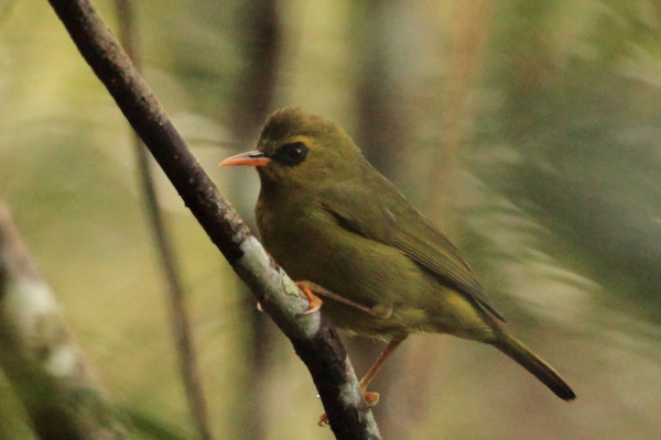 Chestnut-flanked White-eye