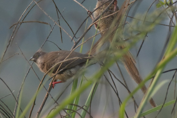 Chestnut-flanked White-eye