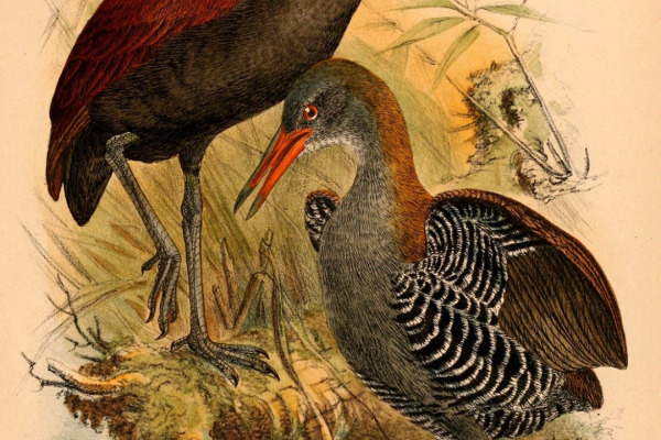 Chestnut Forest Rail