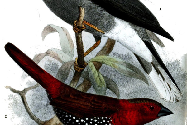 Chestnut-fronted Helmetshrike