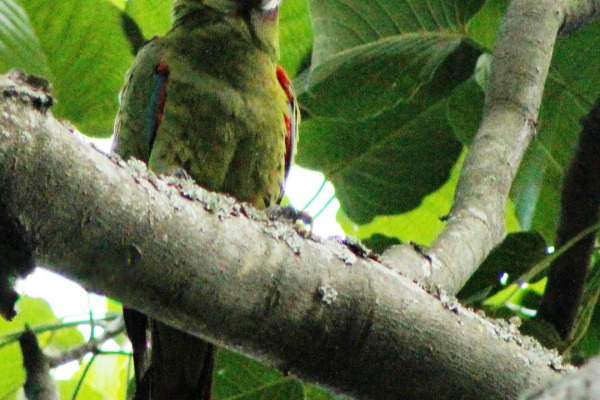 Chestnut-fronted Macaw