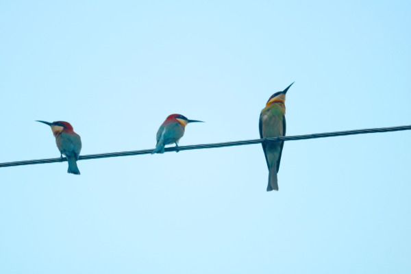Chestnut-headed Bee-eater