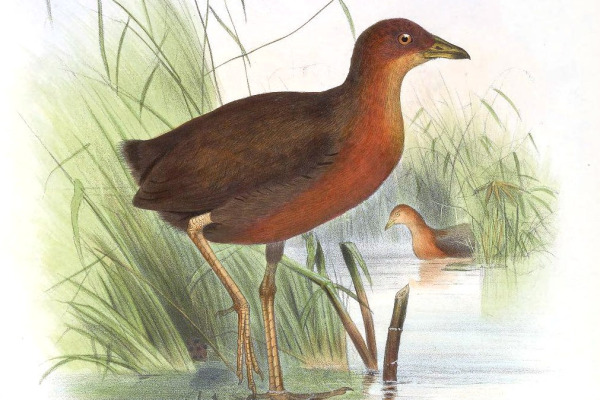 Chestnut-headed Crake