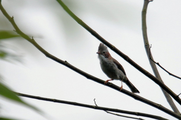 Chestnut-headed Partridge