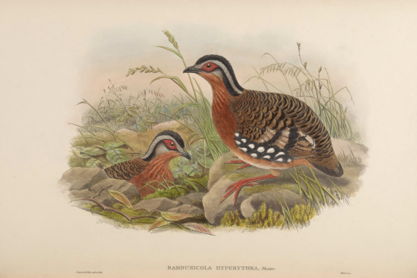 Chestnut-headed Partridge