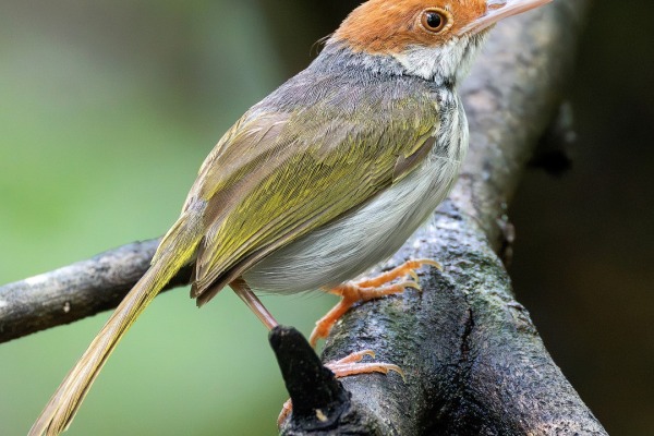 Chestnut-headed Tailorbird