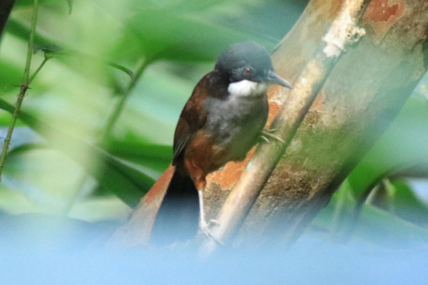 Chestnut-headed Tesia
