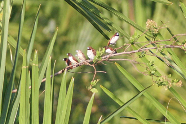 Chestnut Munia
