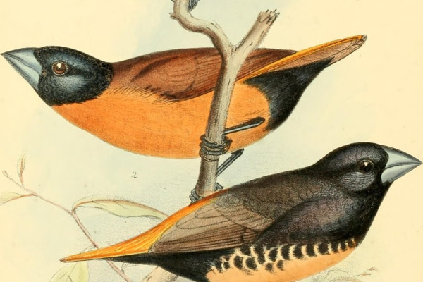 Chestnut Munia