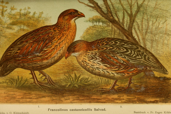 Chestnut-naped francolin