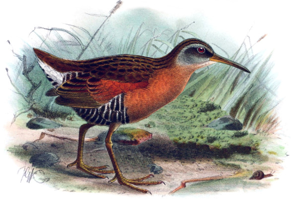 Chestnut-naped rail